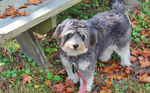 Dog at Water’s Edge Campground